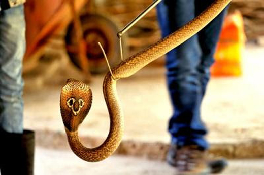 cobra 